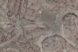 Ordovician Trilobite Mortality Plate (Pos/Neg) - Morocco #194119-4